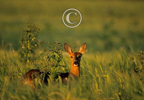 Roe Deer Buck DM0649